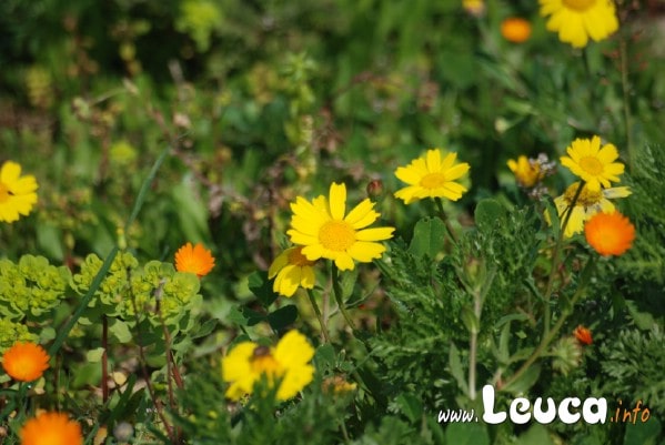 Fiori e vegetazione Salentina in primavera