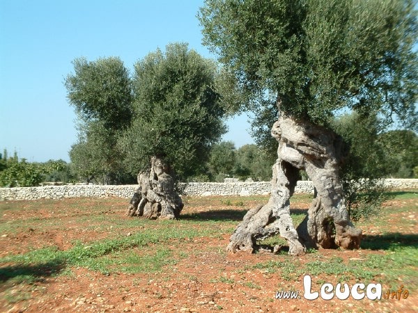 Uliveto Secolare del Salento vicino Leuca